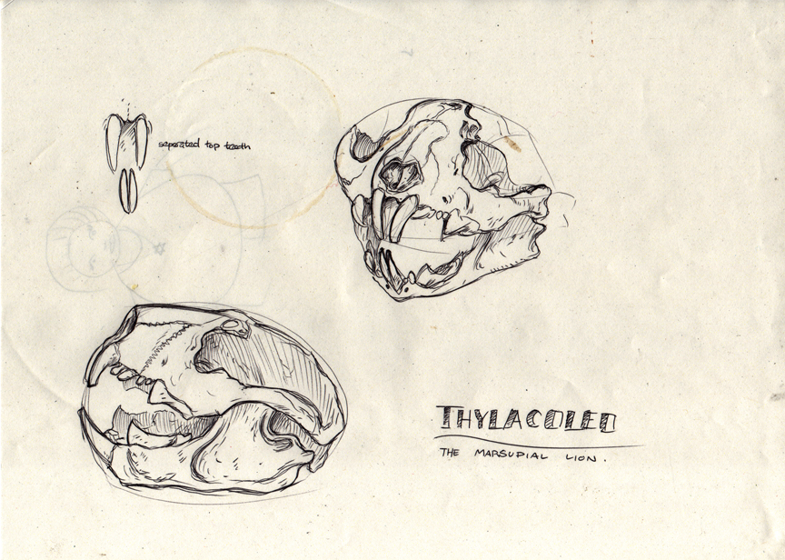 thylacoleo