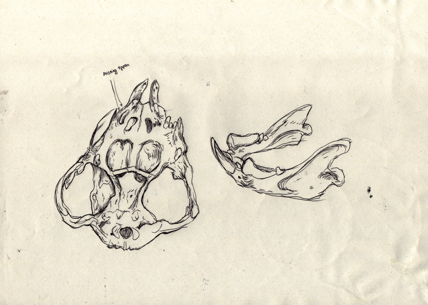 thylacoleo 2a